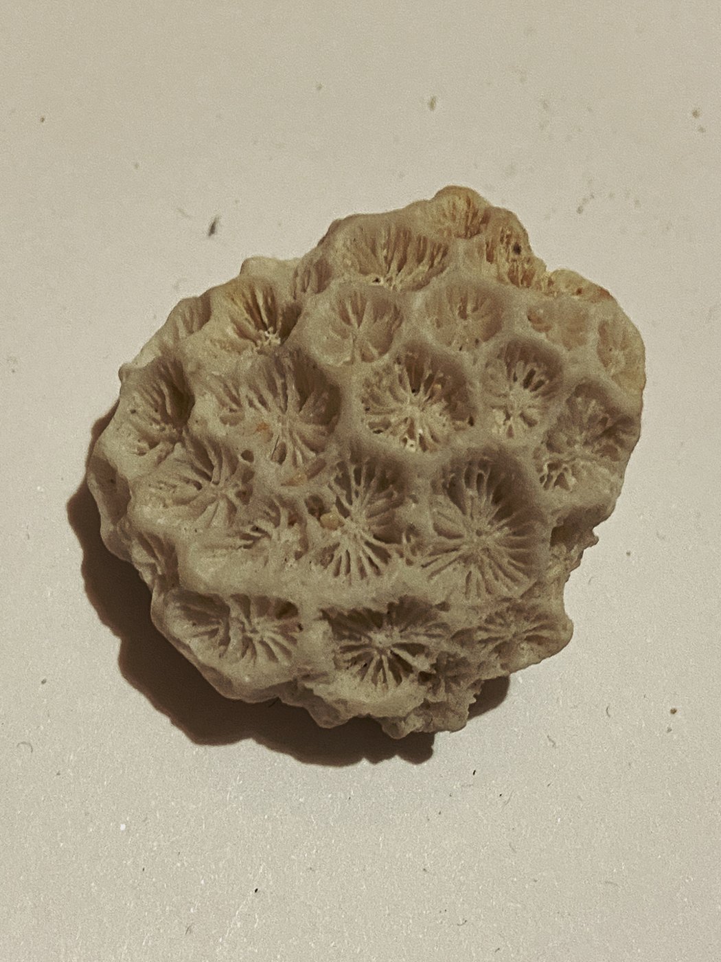 Villin's: coral